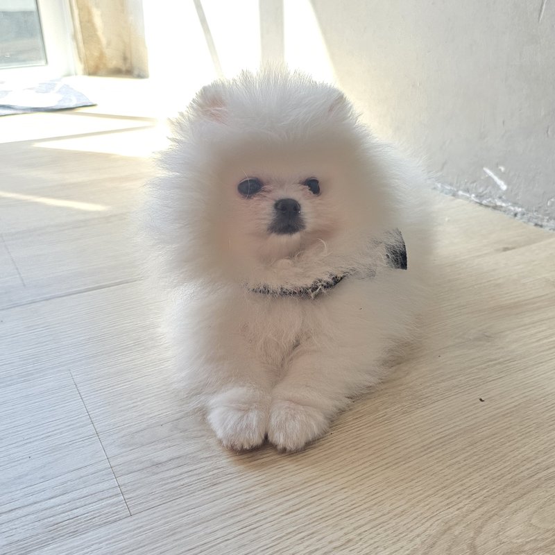 Apolo