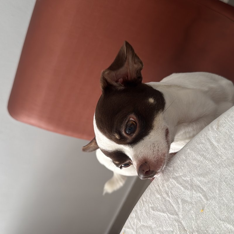 chico